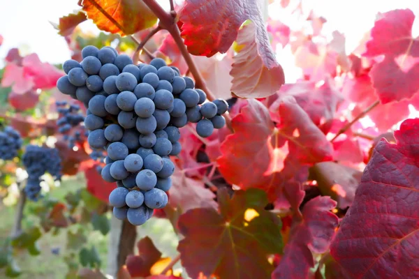 Nera de uva Lambrusco di —  Fotos de Stock