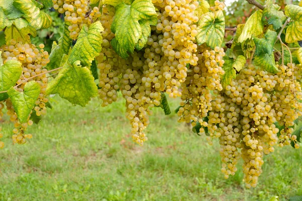 Filare di uva bianca — Φωτογραφία Αρχείου