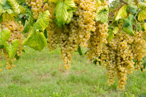 Filare di uva bianca — Stock fotografie