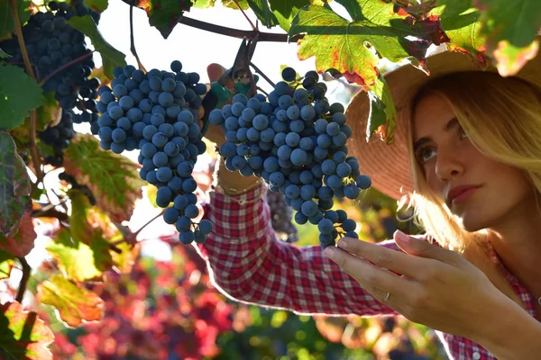 Ragazza che vendemmia — Photo