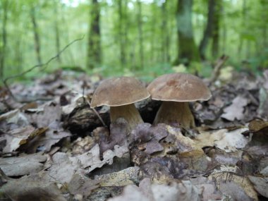 Sonbahar ormanın içinde mantar yetişir