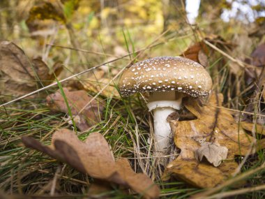 Sonbahar ormanın içinde mantar yetişir