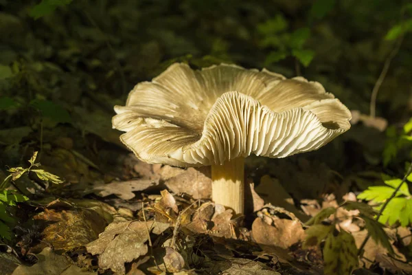 Champiñones Crece Bosque Otoño — Foto de Stock