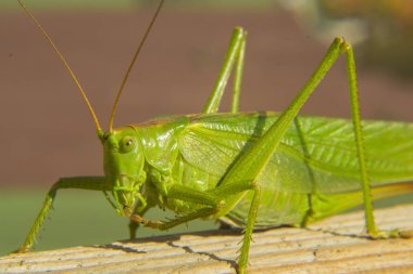 Böcek, yeşil çekirge portre