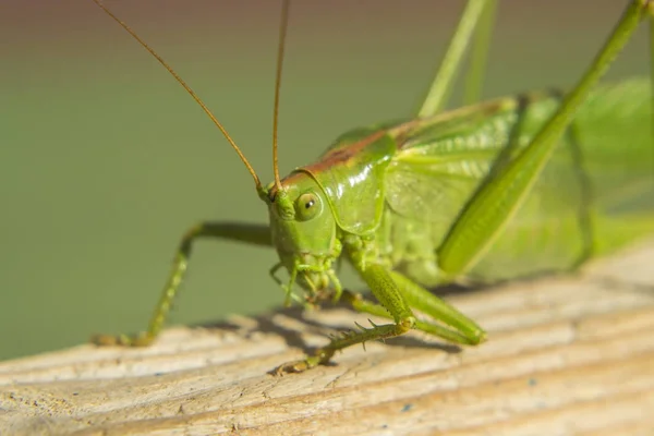 Insect Green Locust Closeup — Stock Photo, Image