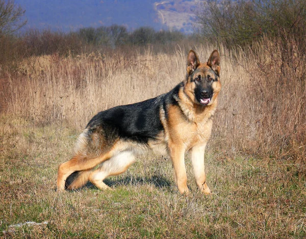 Alman çoban köpeği yürüyüşe