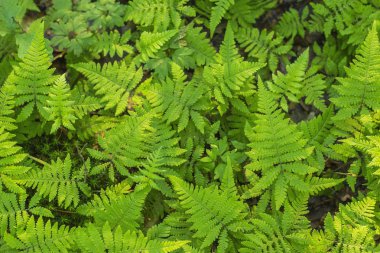 Yeşil eğreltiotu yapraklarının arkaplanı