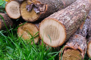 Ağaç gövdeleri kısmak, yeşil çim üzerinde yalan katlanmış