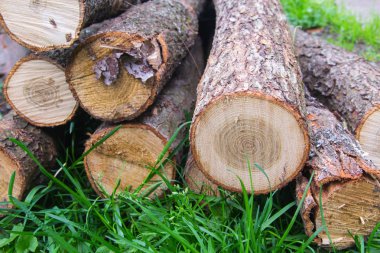 Ağaç gövdeleri kısmak, yeşil çim üzerinde yalan katlanmış