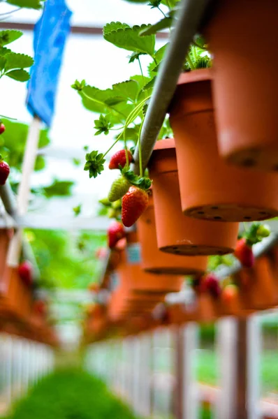 Satır çilek Cameron Highlands, Malezya Hydroponic çiftliğinde