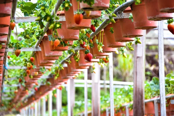 Rij van aardbeien op hydrocultuur boerderij in Cameron highlands, Maleisië — Stockfoto