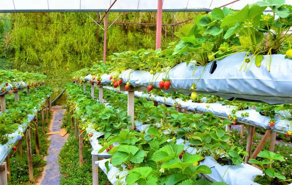 Rij van aardbeien op hydrocultuur boerderij in Cameron highlands, Maleisië — Stockfoto