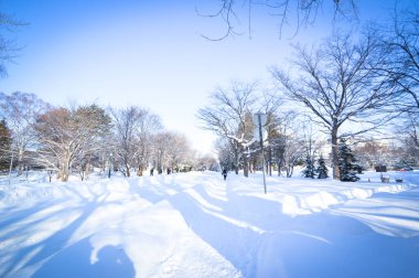 Kış sahne Sapporo, Hokkaido, Japonya.