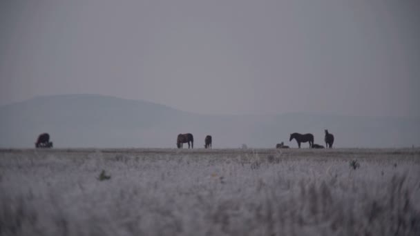 Hästar betar i ett fält — Stockvideo