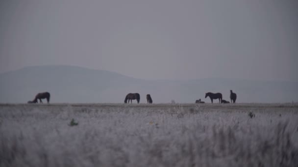 Paarden grazen in een veld — Stockvideo