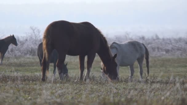 Pferde weiden auf einem Feld — Stockvideo