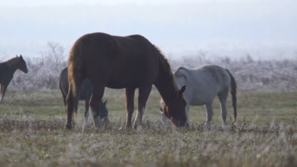 Bir alanda otlayan atlar — Stok video