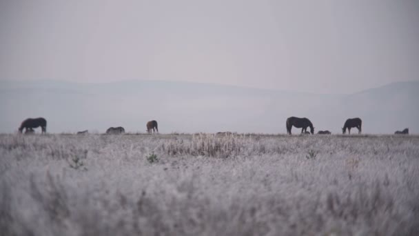 Pferde weiden auf einem Feld — Stockvideo