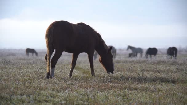 Cavalos pastando em um campo — Vídeo de Stock