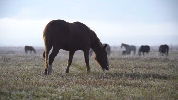 Caballos pastando en un campo — Vídeo de stock