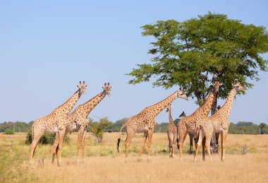 Herd of giraffes in field clipart