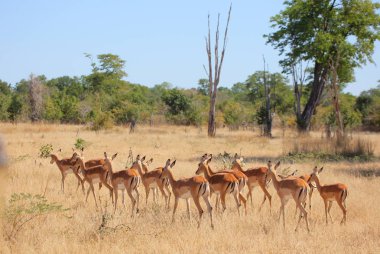 Herd of steinbok grazing  clipart