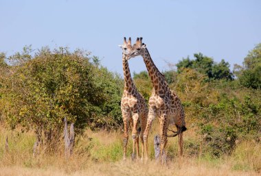 Two giraffes in field  clipart