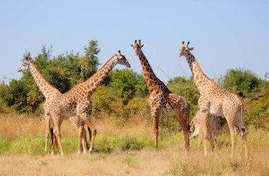 Zürafalar alanındaki sürüsü