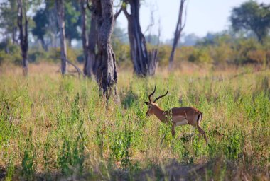 Otların arasında yürüyüş Impala