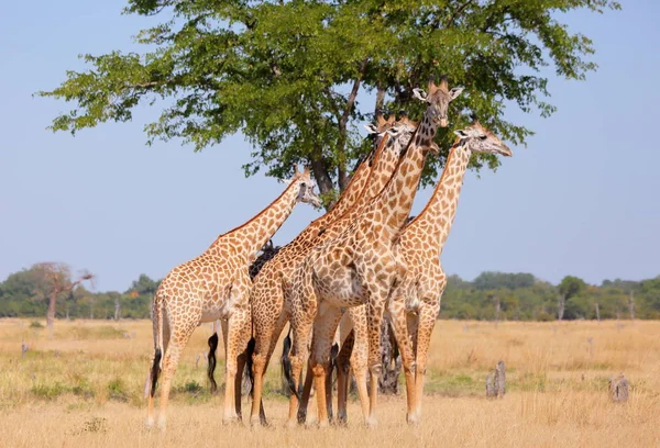 Giraffenherde auf dem Feld — Stockfoto