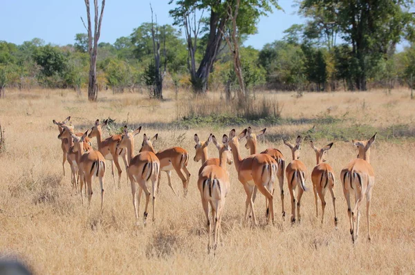 Herd of steinbok grazing — Stock Photo, Image