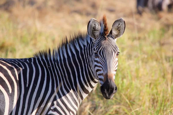 Zebra guarda la macchina fotografica — Foto Stock