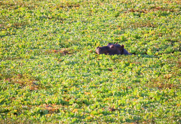 Hippo head on water surface