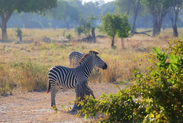 Dos cebras pastando en el campo —  Fotos de Stock