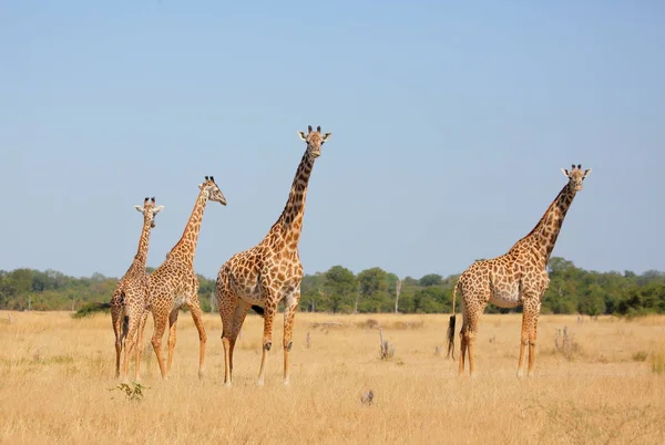 Rebanho de girafas no campo — Fotografia de Stock