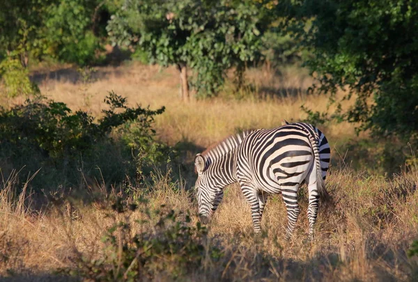 Zebra jedzenia trawy — Zdjęcie stockowe