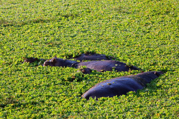 hippopotami in grass covered lake