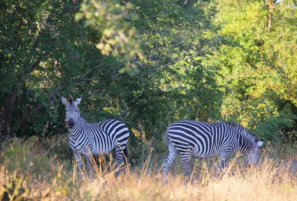 Due zebre in campo — Foto Stock