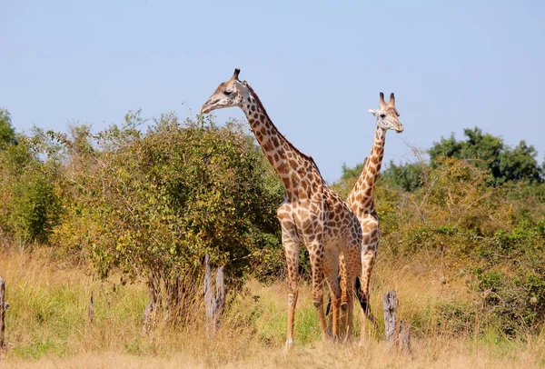 Dwa żyrafy w dziedzinie — Zdjęcie stockowe