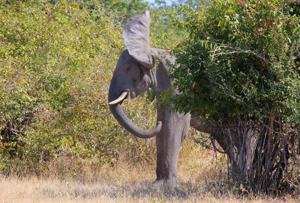 Elefante in piedi dietro i cespugli — Foto Stock