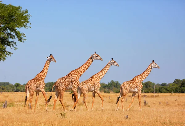 Beslag van giraffen in veld — Stockfoto
