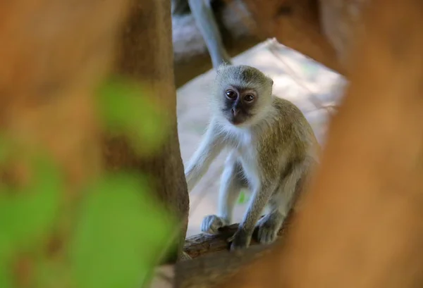 Vervet μαϊμού σε κλαδί δέντρου — Φωτογραφία Αρχείου