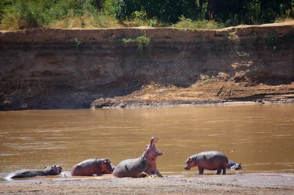 Gonflement d'hippopotami sur le rivage de la rivière — Photo