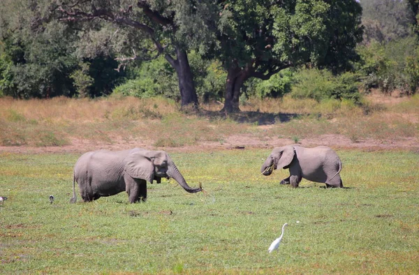 Elefanter i gräset täckt sjön — Stockfoto