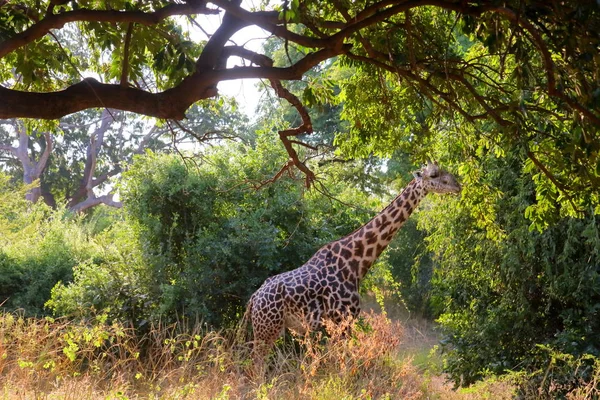 Zürafa yaprakları yiyor — Stok fotoğraf