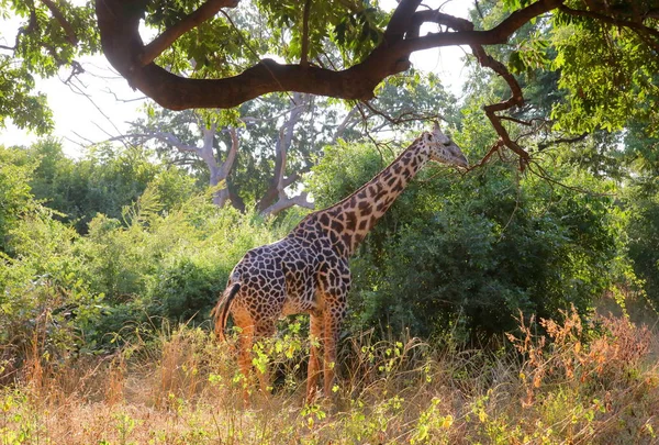 Girafe manger des feuilles — Photo