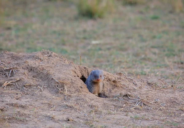 Gebänderter Mungo kommt aus Loch — Stockfoto