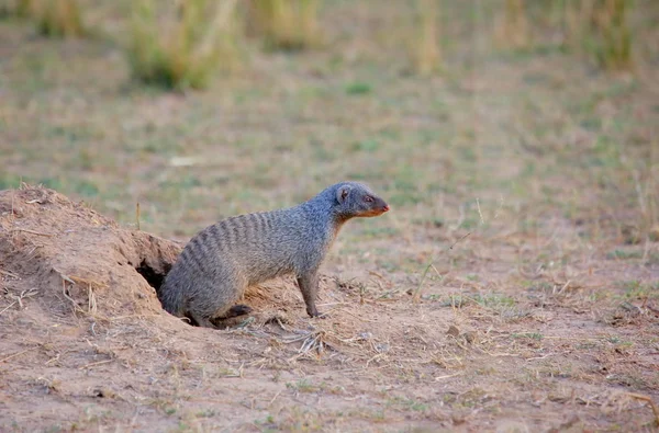 Banded Mongoose saindo do buraco — Fotografia de Stock