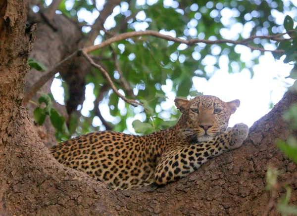 Leopard op boomtak — Stockfoto