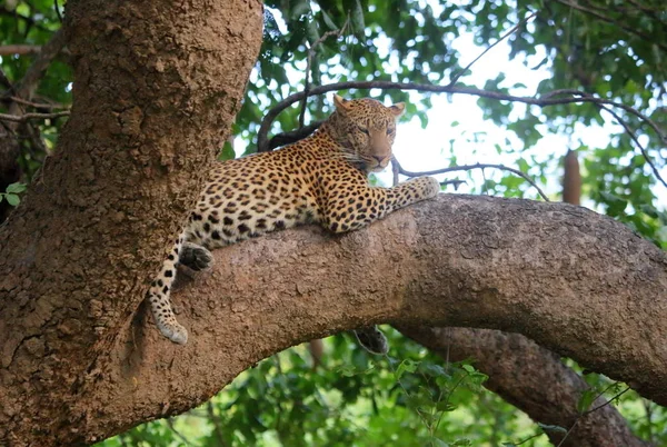 Leopard on tree branch — Stock Photo, Image